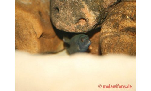 Pseudotropheus polit